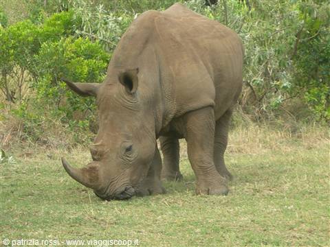 The rhino...