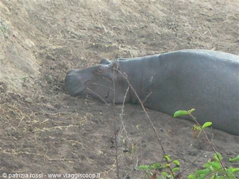 Hippo