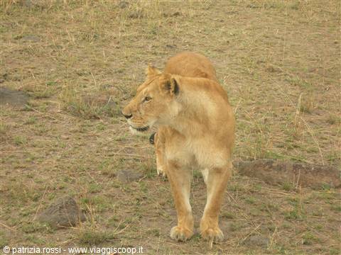 The king of the Mara