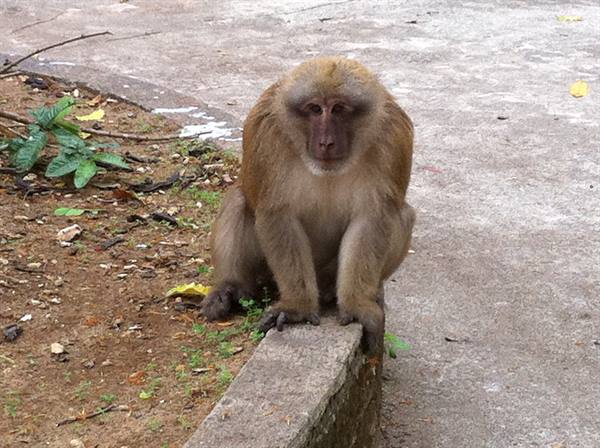 Brown monkey sitting on a concrete ledge staring at the camera