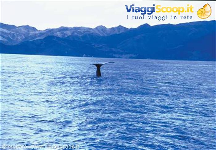 whales at Kaikoura