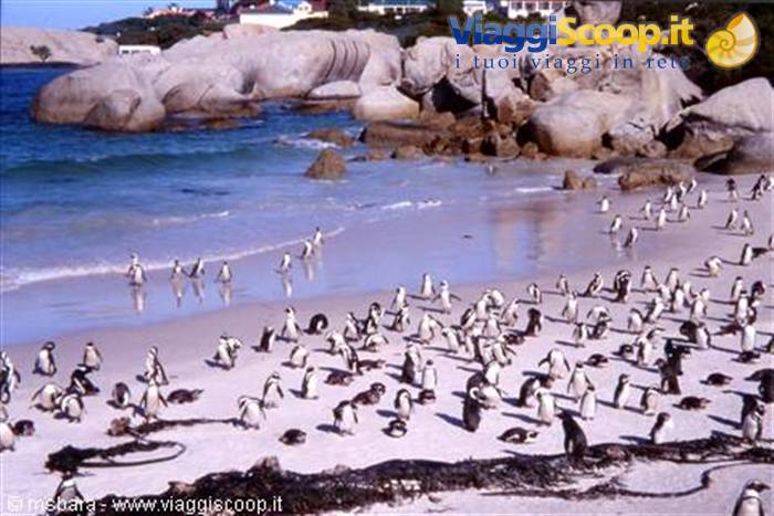 Colony of African penguins on white sand among large boulders at Boulders Beach