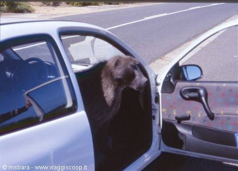 an illegal immigrant in the car