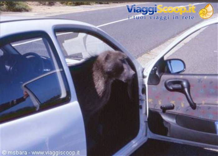 an illegal immigrant in the car