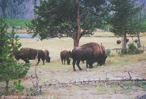 buffaloes at yellowstone