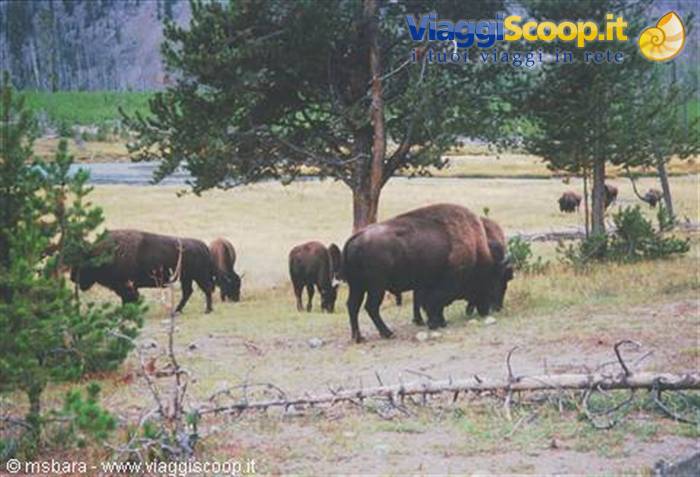 buffaloes at yellowstone