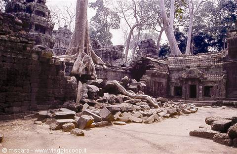 Trees and roots engulf the fallen stones of Ta Prohm temple