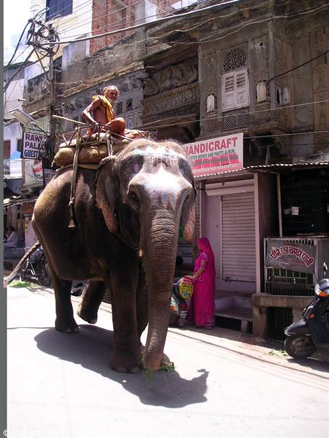 strange encounters on the streets of Udaipur