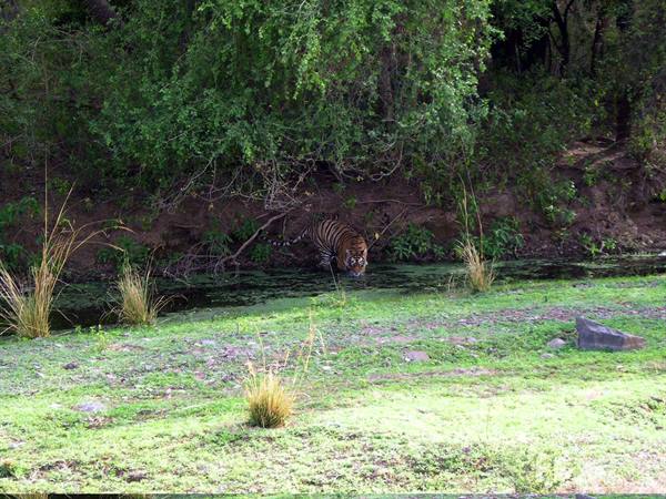 an Indian kitty