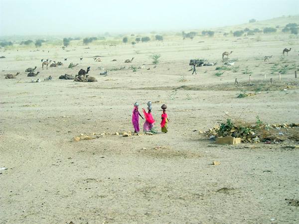Women in pink saris carry water on their heads across desert with camels