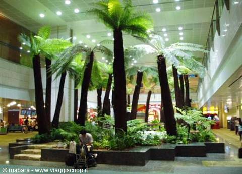 Indoor garden with tall palm trees in the airport, a traveler with luggage rests