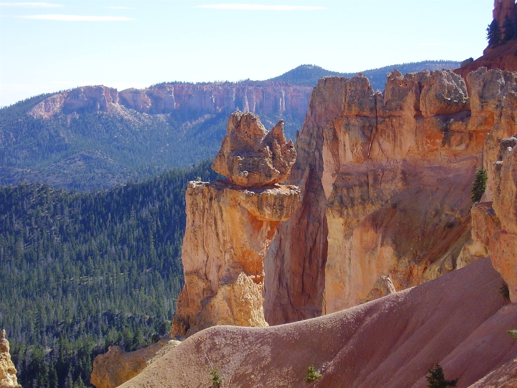 Orange and red hoodoo at Bryce Canyon towering over evergreen forest