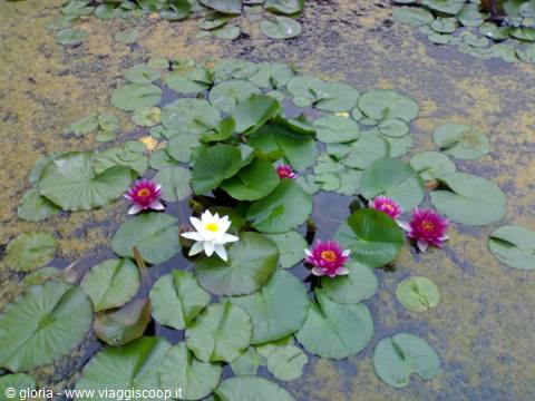 Pink and white water lilies with green leaves float on murky pond