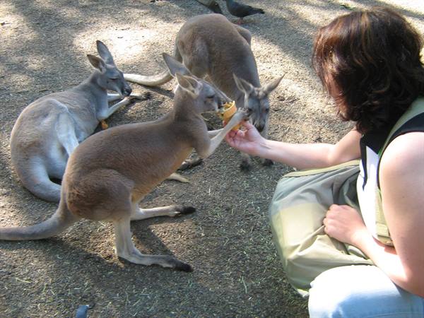 Woman crouching feeds a kangaroo from her hand on sandy ground