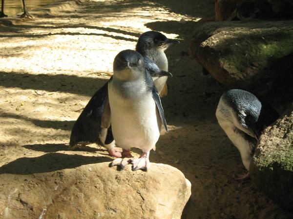 Little penguins resting on sandy rocks under warm light