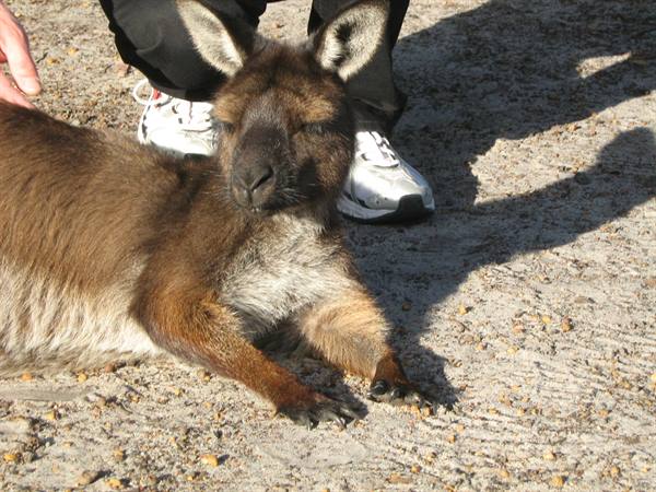 Kangaroo lying on sand next to a person, eyes squinting in the sun