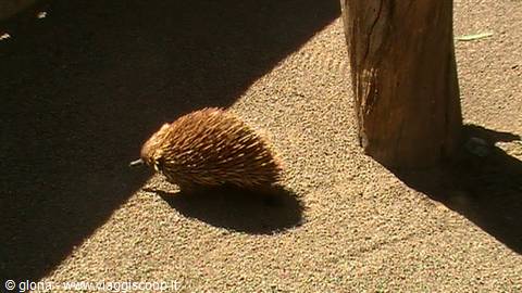 Echidna with brown spines walks on sandy ground beside a wooden post
