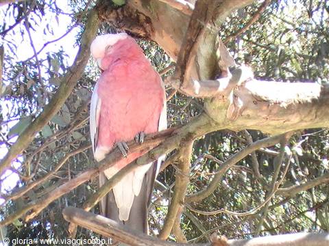 Pink galah cockatoo perched on tree branch among green foliage