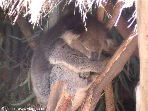 Sleeping koala clinging to a eucalyptus branch among leaves and thatch