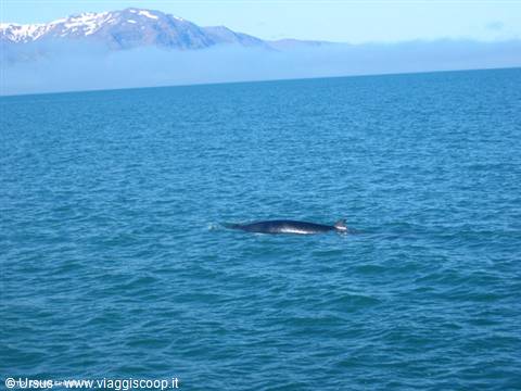 Whales at Husavik