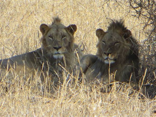 LION AND LIONESS