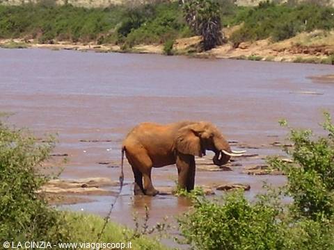 Baby elephant in Tsavo East