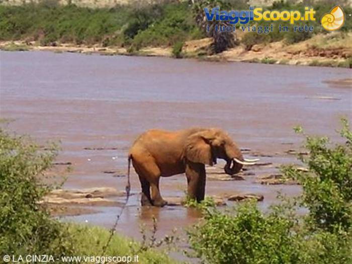 Baby elephant in Tsavo East