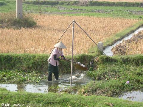 Woman in straw hat wades through water amid golden rice fields