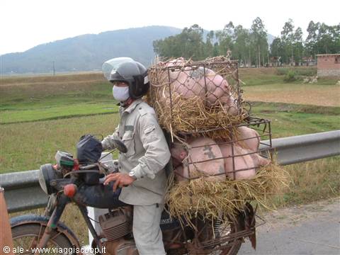 Motorcyclist wearing helmet and mask carries pigs in wicker cages on rural road