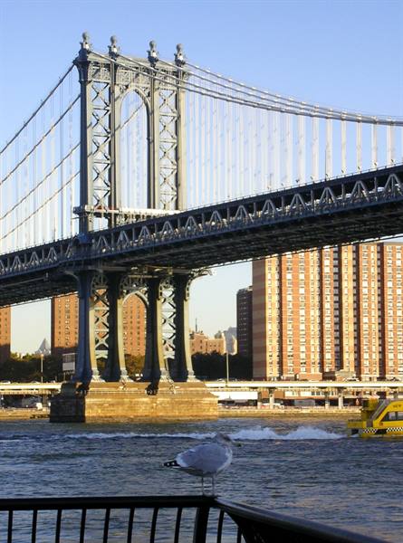 Seagull perched on a railing in front of the Manhattan Bridge