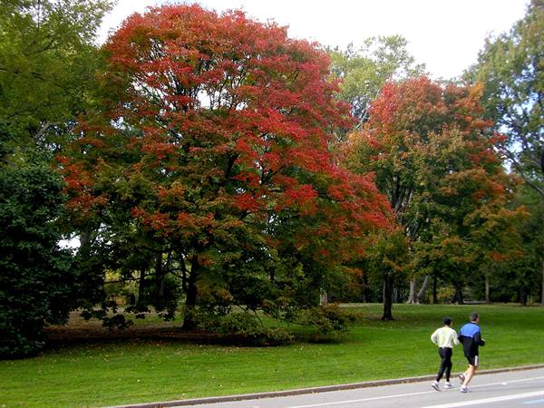 Two joggers run beside a lawn with red autumn trees