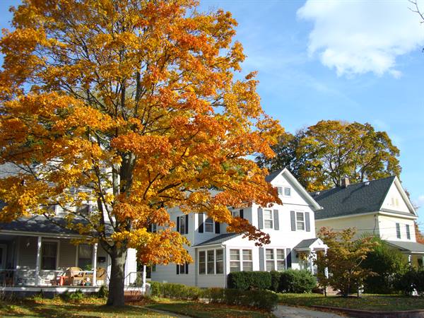 Orange maple tree in front of white houses with porch, blue sky