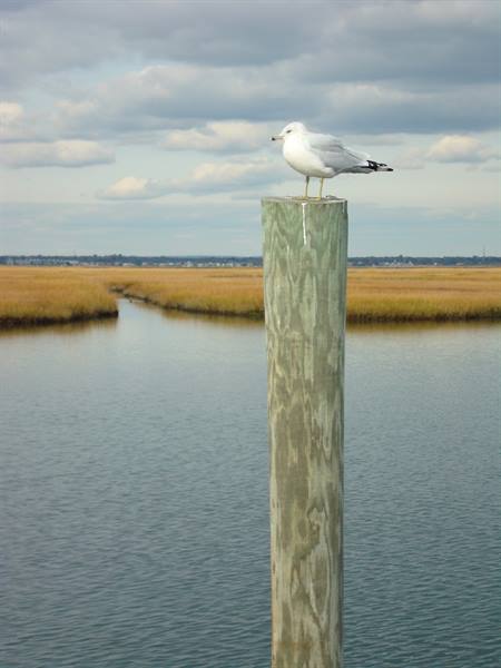 Seagull standing on a wooden post among marshes and calm water