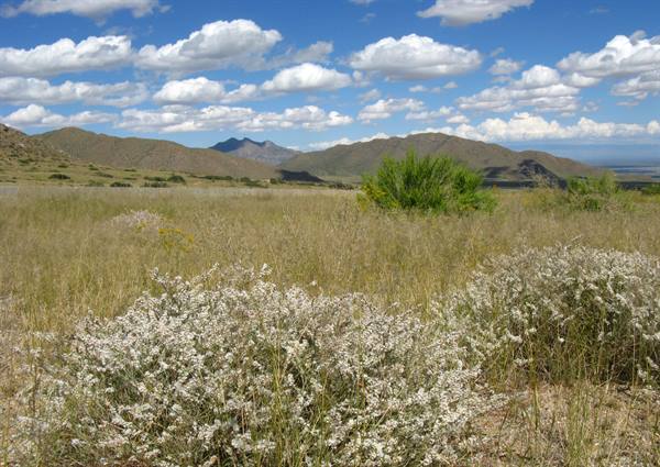 Arbusti in fiore bianco tra l'erba secca, colline e nubi a White Sands