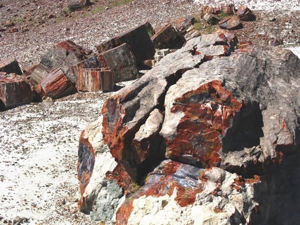 Tronchi pietrificati rossi e grigi tra ghiaia chiara, Petrified Forest