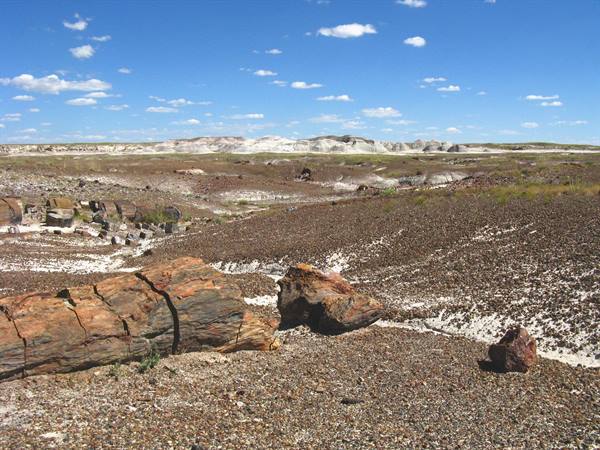 Tronchi pietrificati colorati tra ghiaioni e colline bianche, Petrified Forest