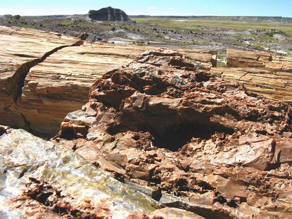 Tronchi pietrificati cristallizzati nel Petrified Forest sotto il sole