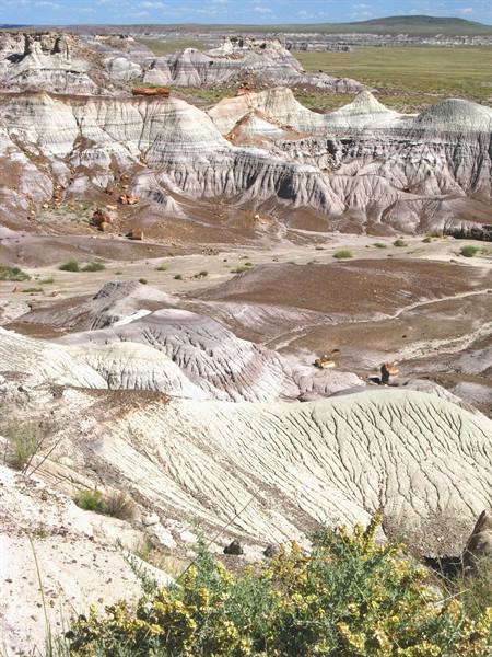 Badlands dalle creste erose, arbusto fiorito in primo piano, Painted Desert