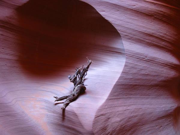 Ramo secco su sabbia levigata rosata, Antelope Canyon, Page