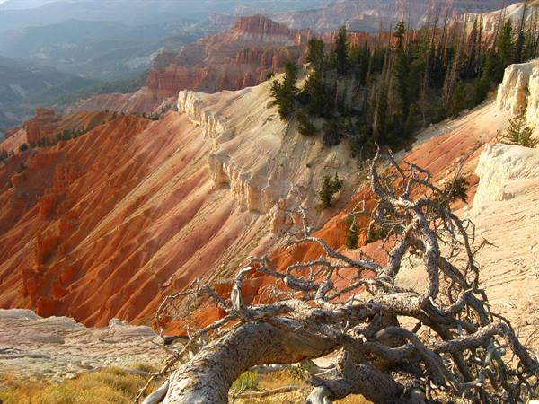 Cedar Breaks, tronco contorto in primo piano sulle pareti rosse e crema
