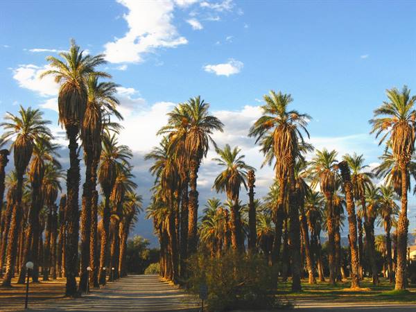 Viale di alte palme illuminate dal sole, strada sabbiosa, cielo nuvoloso, Death Valley