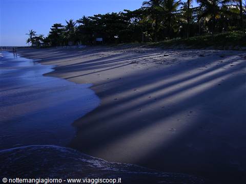 Palm tree shadows stretch across the sand as gentle waves roll in
