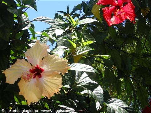 Yellow and red hibiscus flowers among green leaves in bright sunlight