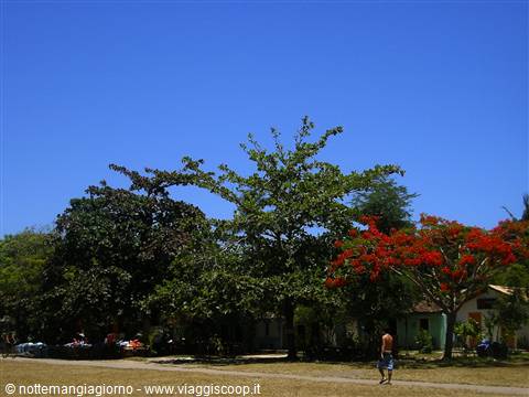 Tropical trees with red flowers under blue sky, a man walks on sand