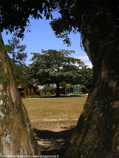Colorful houses among trees framed by a trunk, dry grass, blue sky