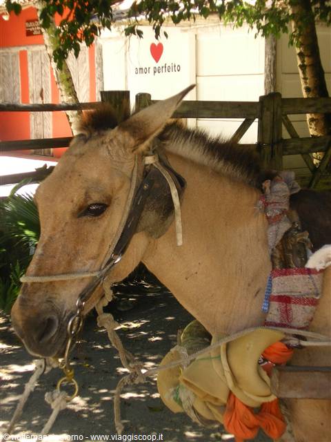 Donkey with harness in front of the amor perfeito wall