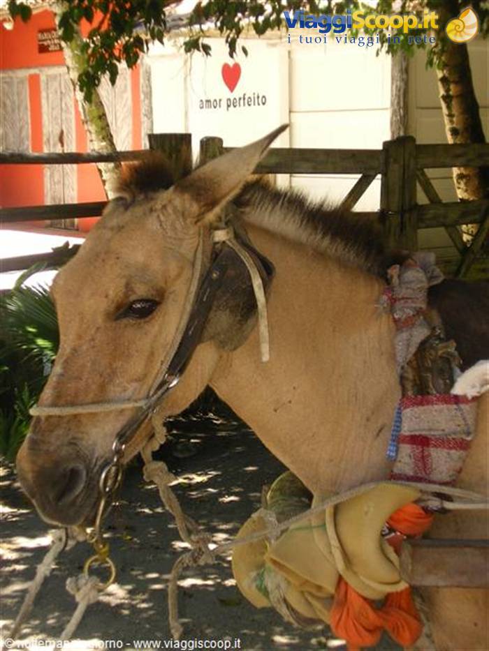 Donkey with harness in front of the amor perfeito wall