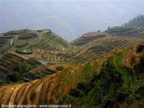 Dragon's Backbone terraces