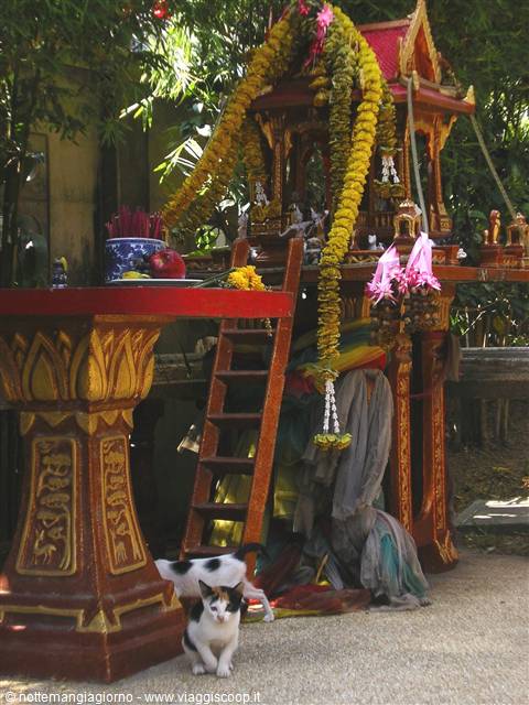 Stray cat under a small spirit house decorated with flower garlands
