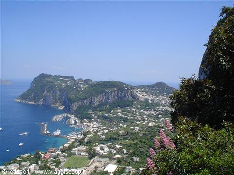 Capri harbor with boats below cliffs, pink flowers in foreground